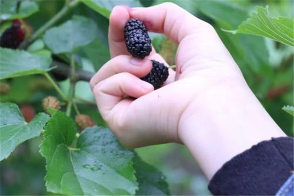 桑葚吃多了會(huì)中毒嗎 桑葚能不能多吃 桑葚吃多了會(huì)中毒嗎 桑葚能不能多吃