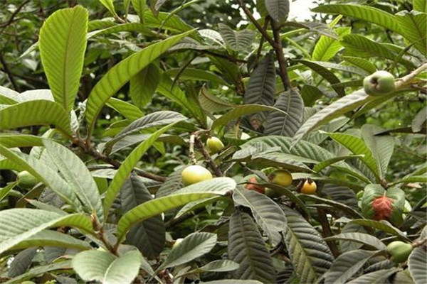 枇杷葉能治咽炎嗎 喝枇杷葉煮水的注意事項 枇杷葉能治咽炎嗎 喝枇杷葉煮水的注意事項