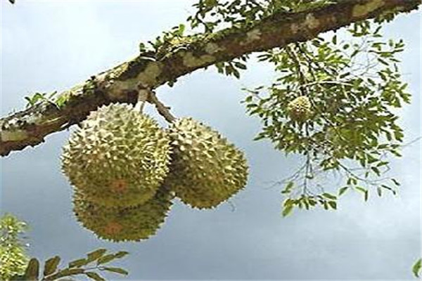 榴蓮能放多久 榴蓮可以多吃嗎 榴蓮能放多久 榴蓮可以多吃嗎