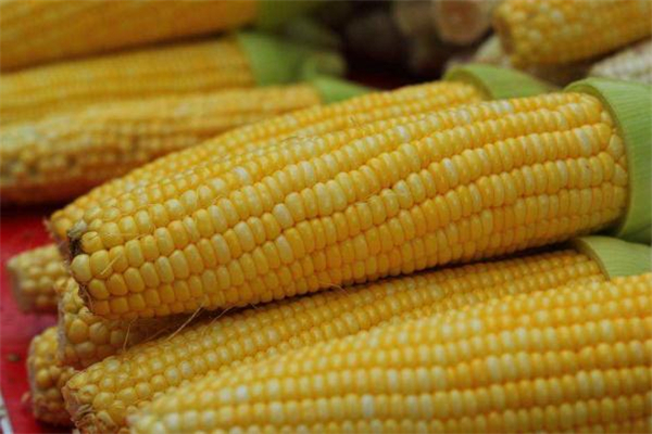 減肥可以吃甜玉米嗎 吃甜玉米會胖嗎 減肥可以吃甜玉米嗎 吃甜玉米會胖嗎