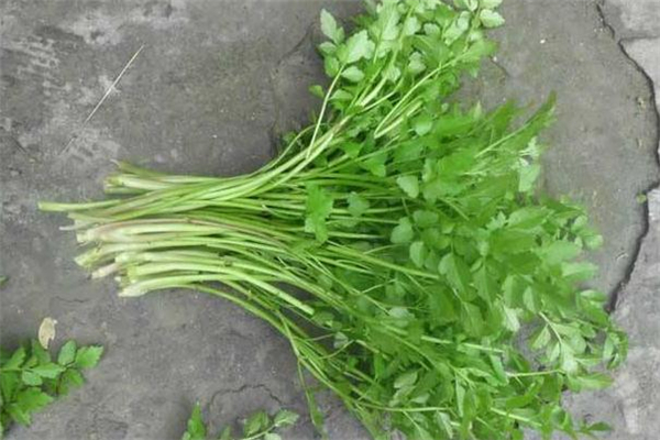 水芹菜熱量高嗎 吃水芹菜會胖嗎