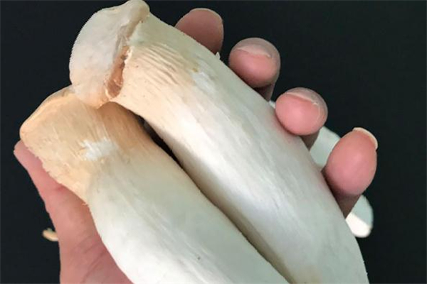 吃杏鮑菇會中毒嗎 杏鮑菇有毒嗎 吃杏鮑菇會中毒嗎 杏鮑菇有毒嗎