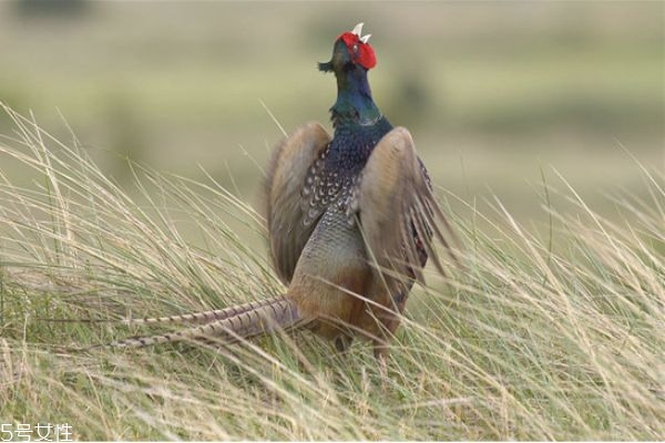 柴雞比肉雞更有營養(yǎng)嗎 吃什么樣的雞最有營養(yǎng)