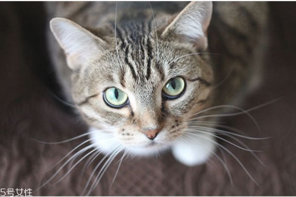 驅(qū)蚊產(chǎn)品對貓有害嗎 家里有貓怎么驅(qū)蚊 驅(qū)蚊產(chǎn)品對貓有害嗎 家里有貓怎么驅(qū)蚊