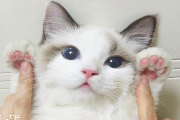 驅(qū)蚊產(chǎn)品對貓有害嗎 家里有貓怎么驅(qū)蚊 驅(qū)蚊產(chǎn)品對貓有害嗎 家里有貓怎么驅(qū)蚊