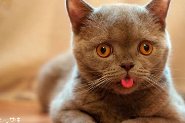 驅(qū)蚊產(chǎn)品對貓有害嗎 家里有貓怎么驅(qū)蚊 驅(qū)蚊產(chǎn)品對貓有害嗎 家里有貓怎么驅(qū)蚊