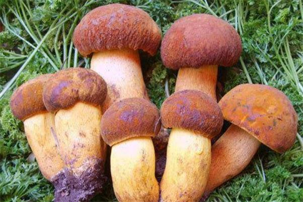 牛肝菌有人工種植的嗎 牛肝菌人工種植技術