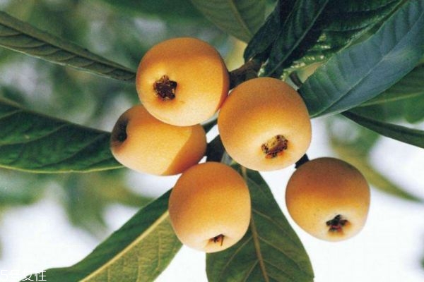 枇杷營養(yǎng)價(jià)值和功效 枇杷的食用功效