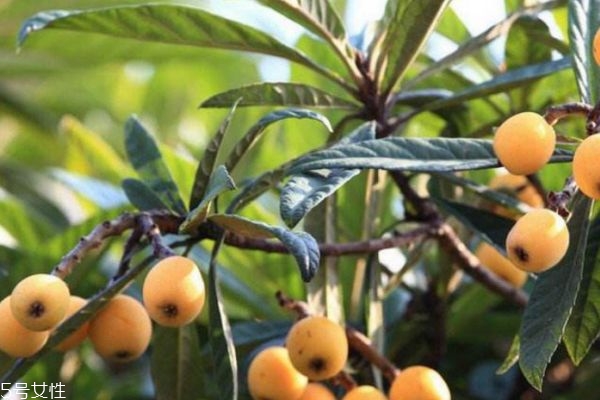 枇杷營養(yǎng)價(jià)值和功效 枇杷的食用功效