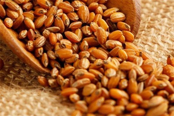 糙米茶可以去濕氣嗎 喝糙米茶去濕氣有用嗎 糙米茶可以去濕氣嗎 喝糙米茶去濕氣有用嗎