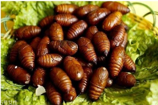 蠶蛹有什么功效呢 吃蠶蛹有什么好處呢 蠶蛹有什么功效呢 吃蠶蛹有什么好處呢