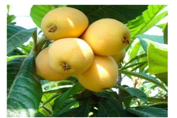 枇杷一般成熟在什么月份 枇杷有什么功效呢 枇杷一般成熟在什么月份 枇杷有什么功效呢