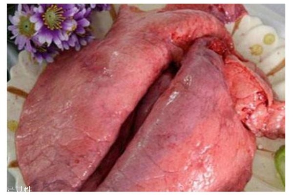 豬肺的功效有什么 豬肺的做法有什么 豬肺的功效有什么 豬肺的做法有什么