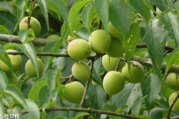 梅子有什么營養(yǎng)價值呢 如何自己做梅子酒呢 梅子有什么營養(yǎng)價值呢 如何自己做梅子酒呢