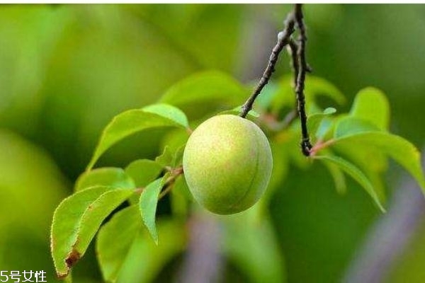 梅子有什么營養(yǎng)價值呢 如何自己做梅子酒呢 梅子有什么營養(yǎng)價值呢 如何自己做梅子酒呢