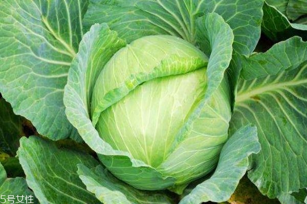 卷心菜是什么菜呢 卷心菜有什么功效呢 卷心菜是什么菜呢 卷心菜有什么功效呢