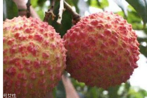 什么是掛綠荔枝呢 為什么掛綠荔枝那么貴呢 什么是掛綠荔枝呢 為什么掛綠荔枝那么貴呢