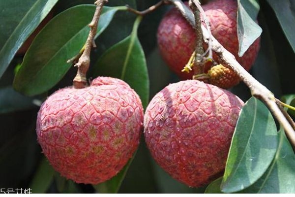 什么是掛綠荔枝呢 為什么掛綠荔枝那么貴呢 什么是掛綠荔枝呢 為什么掛綠荔枝那么貴呢