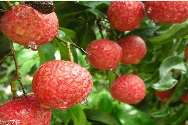 什么是掛綠荔枝呢 為什么掛綠荔枝那么貴呢 什么是掛綠荔枝呢 為什么掛綠荔枝那么貴呢