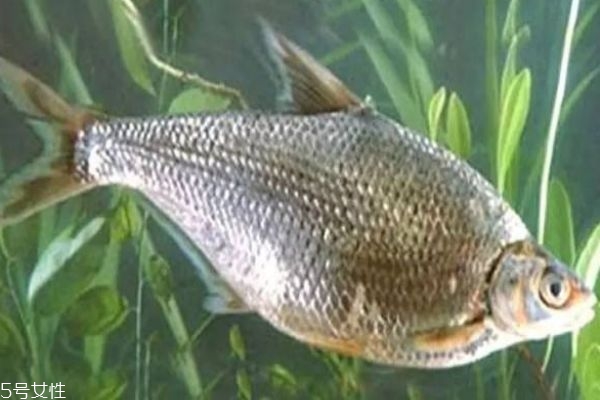 鳊魚是什么魚呢 鳊魚有什么營養(yǎng)價值呢 鳊魚是什么魚呢 鳊魚有什么營養(yǎng)價值呢