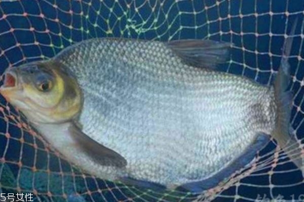 鳊魚是什么魚呢 鳊魚有什么營養(yǎng)價值呢 鳊魚是什么魚呢 鳊魚有什么營養(yǎng)價值呢