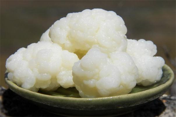 雪蓮菌泡牛奶能減肥嗎 喝雪蓮菌泡牛奶會(huì)胖嗎 雪蓮菌泡牛奶能減肥嗎 喝雪蓮菌泡牛奶會(huì)胖嗎