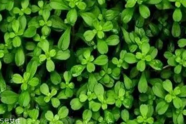 什么是瓜子菜呢 瓜子菜有什么作用呢