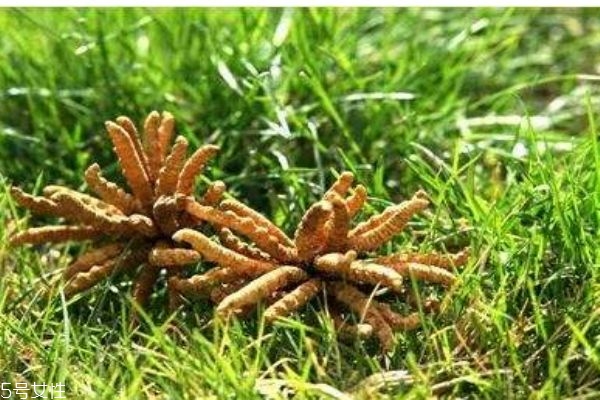 冬蟲(chóng)夏草生在在哪里呢 冬蟲(chóng)夏草的市場(chǎng)價(jià)格是多少呢