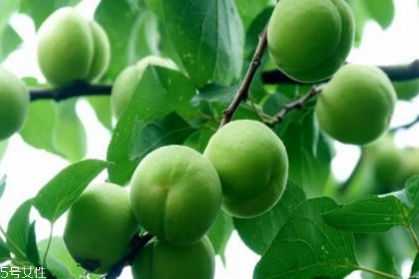 青杏一般是幾月份上市呢 青杏有什么功效呢 青杏一般是幾月份上市呢 青杏有什么功效呢