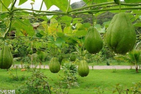 佛手瓜一般成熟在幾月呢 佛手瓜一般生長(zhǎng)在什么環(huán)境里呢 佛手瓜一般成熟在幾月呢 佛手瓜一般生長(zhǎng)在什么環(huán)境里呢