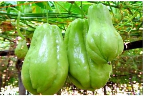 佛手瓜一般成熟在幾月呢 佛手瓜一般生長(zhǎng)在什么環(huán)境里呢 佛手瓜一般成熟在幾月呢 佛手瓜一般生長(zhǎng)在什么環(huán)境里呢