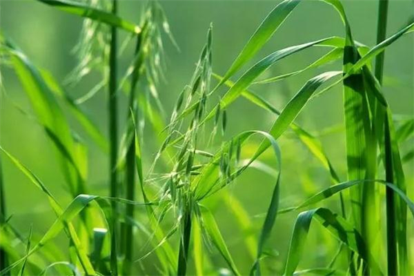 野燕麥是什么 野燕麥的功效與作用