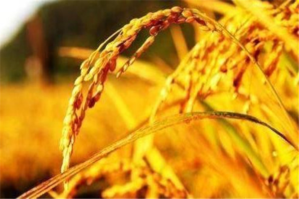 立秋以后天氣會轉(zhuǎn)涼嗎 立秋要注意養(yǎng)生 立秋以后天氣會轉(zhuǎn)涼嗎 立秋要注意養(yǎng)生