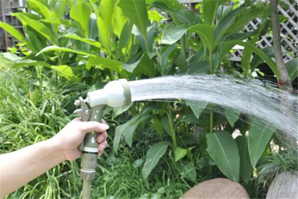 澆花是澆葉子還是根 澆花怎么澆 澆花是澆葉子還是根 澆花怎么澆