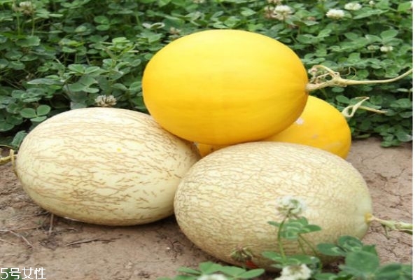 什么是白蘭瓜呢 白蘭瓜有什么營養(yǎng)價值呢