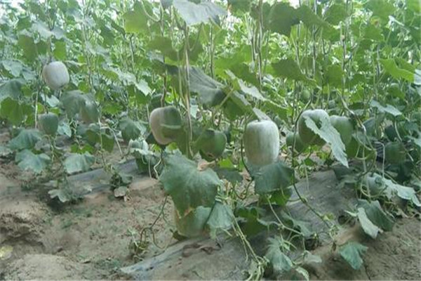 冬瓜可以和蝦一起吃嗎 冬瓜和蝦一起吃功效 冬瓜可以和蝦一起吃嗎 冬瓜和蝦一起吃功效