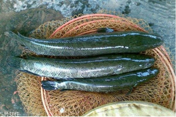 什么是黑魚(yú)呢 黑魚(yú)有什么營(yíng)養(yǎng)價(jià)值呢