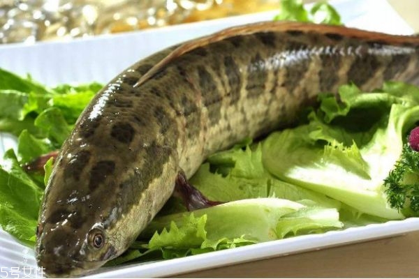 什么是黑魚(yú)呢 黑魚(yú)有什么營(yíng)養(yǎng)價(jià)值呢