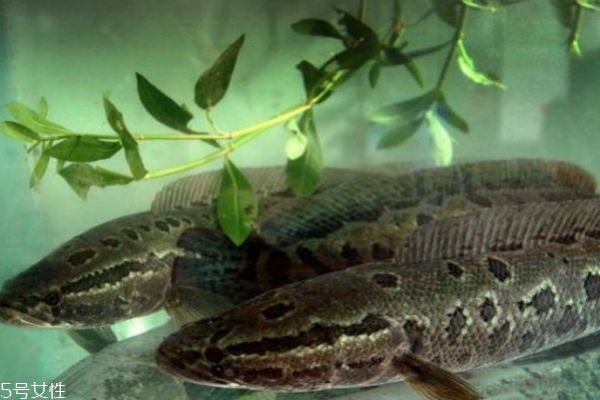 什么是黑魚(yú)呢 黑魚(yú)有什么營(yíng)養(yǎng)價(jià)值呢