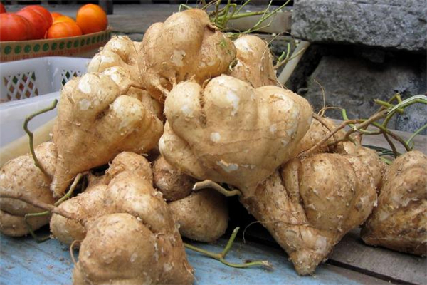 涼薯熱量是多少 涼薯和蘋果誰熱量高 涼薯熱量是多少 涼薯和蘋果誰熱量高