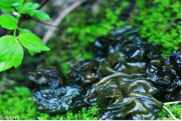 什么是地皮菜呢 地皮菜有什么營養(yǎng)價值呢 什么是地皮菜呢 地皮菜有什么營養(yǎng)價值呢