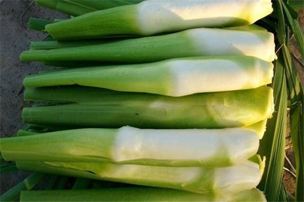 茭白怎么剝皮 茭白的皮能吃嗎 茭白怎么剝皮 茭白的皮能吃嗎