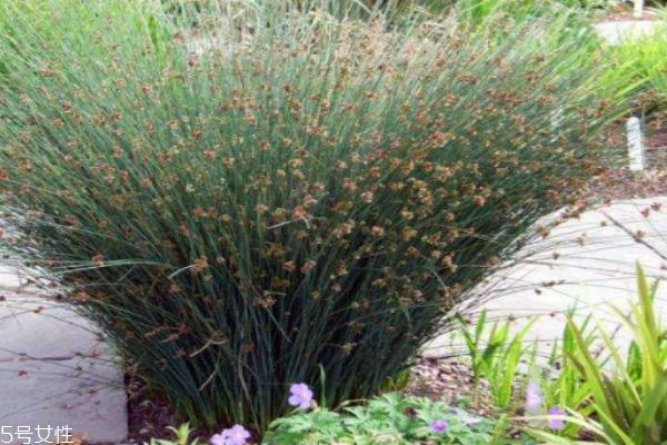 什么人群不能吃燈芯草呢 燈芯草主要產(chǎn)自哪里呢 什么人群不能吃燈芯草呢 燈芯草主要產(chǎn)自哪里呢