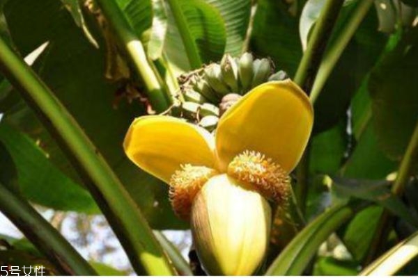 吃芭蕉有什么要注意的呢 什么人群不能吃芭蕉呢 吃芭蕉有什么要注意的呢 什么人群不能吃芭蕉呢