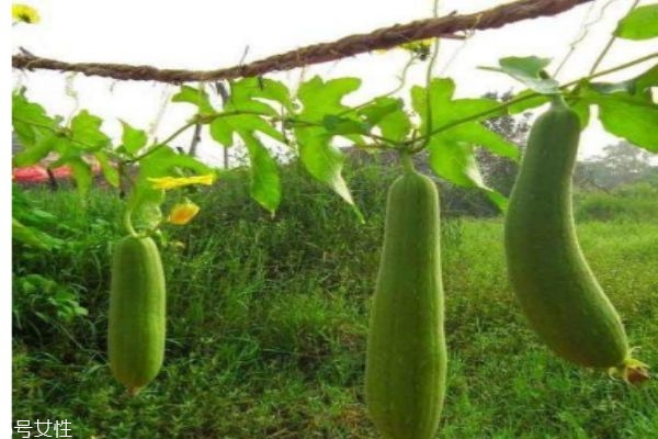 瓠瓜怎么做好吃呢 瓠瓜有什么食用禁忌嗎 瓠瓜怎么做好吃呢 瓠瓜有什么食用禁忌嗎