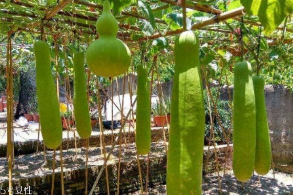 瓠瓜怎么做好吃呢 瓠瓜有什么食用禁忌嗎 瓠瓜怎么做好吃呢 瓠瓜有什么食用禁忌嗎