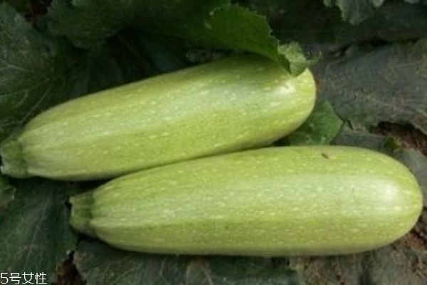 什么是筍瓜呢 筍瓜有什么營養(yǎng)價值呢 什么是筍瓜呢 筍瓜有什么營養(yǎng)價值呢