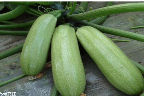 什么是筍瓜呢 筍瓜有什么營養(yǎng)價值呢 什么是筍瓜呢 筍瓜有什么營養(yǎng)價值呢