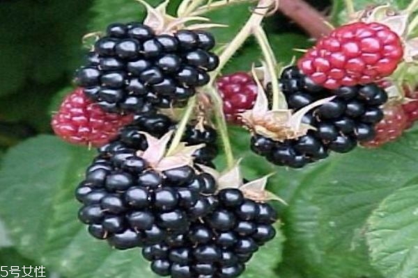 什么是黑莓呢 黑莓有什么營養(yǎng)價(jià)值呢 什么是黑莓呢 黑莓有什么營養(yǎng)價(jià)值呢