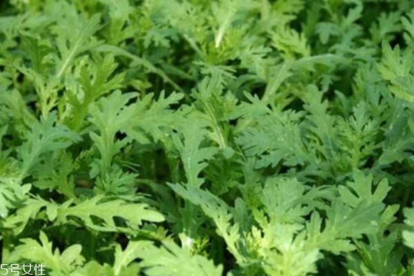 什么是茼蒿呢 茼蒿有什么營(yíng)養(yǎng)價(jià)值呢